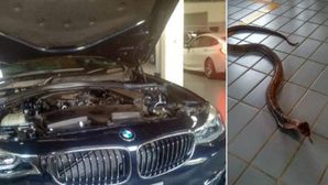 Cobra Gets In A BMW Car: Viral Video Shows The Snake Creating Panic In Tamil Nadu
