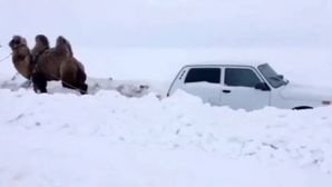 Funny Car Video: ‘Camelpower’ Overpowers Horsepower!