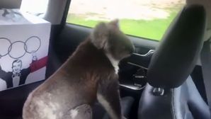 Video: Koala Found Chilling In The Back Seat After Car Door Was Left Open For A Few Minutes