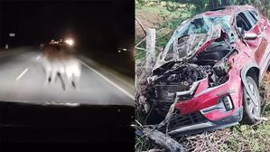 Viral Video Shows Risks Of Night Driving – Kia Seltos SUV Hits Buffalo At 110km/h