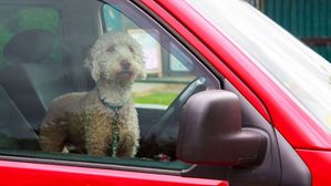 Protect Your Dogs From Heatstroke In Cars, Advises GEM Motoring Assist