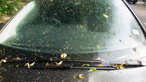 How To Safely Remove Tree Sap From Cars: Autoglym Shares Essential Tips