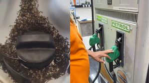 Reader Question: Are Ants Attracted To Ethanol-Blended Petrol? Here’s Our Answer