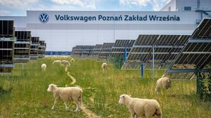 Volkswagen Replaces Lawnmowers With 100 Sheep At Its Factory To Cut Costs
