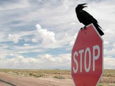 കിളി പാറുന്നത് സ്പീഡ് ലിമിറ്റ് തിരിച്ചറിഞ്ഞ്