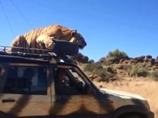 സ്‌കോര്‍പിയോയ്ക്കു മുകളിലെ കടുവാക്കളി