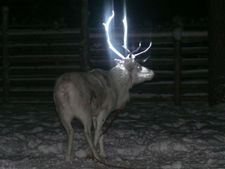 അപകടം കുറയ്ക്കാന്‍ മാന്‍ കൊമ്പുകള്‍ക്ക് തിളക്കം