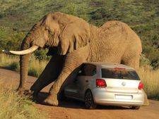 ആനയ്ക്ക് മൂട് ചൊറിഞ്ഞു; കാറിനുമീതെ ചൊറിച്ചില്‍ തീര്‍ത്തു!