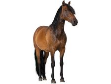 കുതിരയും കുതിരശക്തിയും: ചില രസകരമായ വസ്തുതകള്‍