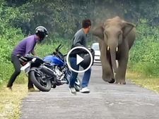 റോയൽ എന്‍ഫീല്‍ഡിനോട് മുട്ടിയാൽ ഇങ്ങനെയിരിക്കും; ബജാജിന് ഇതിലും വലിയ മറുപടി കിട്ടാനില്ല!