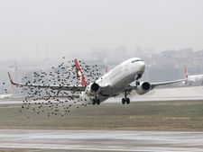 വിമാനത്തിൽ പക്ഷി വന്നിടിച്ചാൽ എന്ത് സംഭവിക്കും?