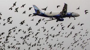 നിങ്ങള്‍ക്കറിയോമോ, എയര്‍പോര്‍ട്ടുകളില്‍ നിന്ന് പക്ഷികളെ എങ്ങനെയാണ് മാറ്റി നിര്‍ത്തുന്നതെന്ന്?