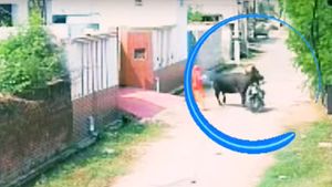 റോഡരികിലെ കന്നുകാലിയാണോ 'നമ്പാതെ'; പ്രകോപനമില്ലാതെ ബൈക്കിനെ ഇടിച്ച് തെറുപ്പിച്ച് പോത്ത്