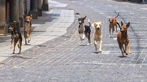 നായ്ക്കള്‍ വാഹനത്തിന് പിന്നാലെ ഓടിയിട്ടുണ്ടോ? നിങ്ങള്‍ ചിന്തിക്കാത്ത ചില കാരണങ്ങളുണ്ട് അതിന്