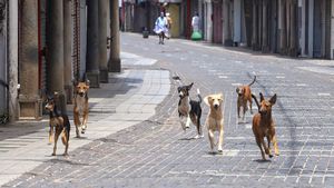 നായ്ക്കള്‍ വണ്ടിയുടെ പിറകെ കുരച്ച് ഓടിയാല്‍ എങ്ങനെ രക്ഷപ്പെടാം?