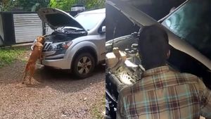 കാട് മടുത്ത് XUV 5OO -യിൽ നാട്ടിലേക്ക് എത്തി; ബോണറ്റിനുളളിൽ രാജവെമ്പാല, വീഡിയോ വൈറൽ