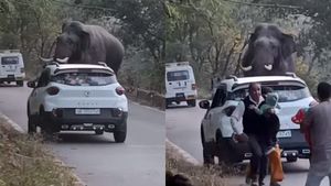 വണ്ടിക്കാരാ...ജാവോന്ന് പറയണം! യാത്രക്കാരെ കാറിൽ നിന്ന് തുരത്തിയോടിച്ച് കാട്ടുകൊമ്പൻ 