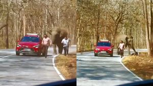 ഫോട്ടോ എടുത്തത് ഇഷ്ടപ്പെട്ടില്ലെന്ന് തോന്നുന്നു, സഞ്ചാരിയെ കണ്ടം വഴി ഓടിച്ച് കാട്ടാന, വീഡിയോ വൈറൽ