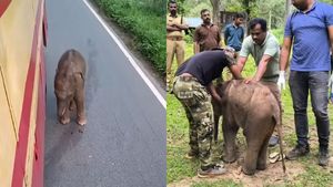 ഇപ്പോഴാണ് ശരിക്കും 'ആനവണ്ടിയായത്', അമ്മയെന്ന് കരുതി ആനവണ്ടിയുടെ പിന്നാലെ  ഓടി കുട്ടിയാന