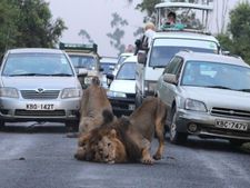 நடுரோட்டில் உருண்டு விளையாடி சிங்கங்கள்... அரண்டு நி்ன்ற வாகனங்கள்