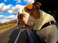 காரில் நாயை அழைத்துச் செல்லும்போது கவனம் தேவை