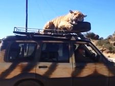 மஹிந்திரா ஸ்கார்ப்பியோ கூரையில் ஏறி தூக்கம் போட்ட காட்டுப்புலி!