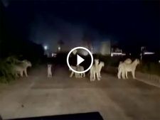 தேசிய நெடுஞ்சாலையில் சுற்றித்திரியும் சிங்கக்கூட்டம் - வாகன ஓட்டிகளே உஷார்..!