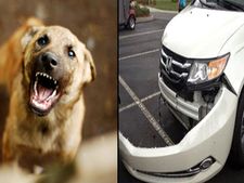 கார் பம்பர், டயர்கள் உள்ளிட்ட பாகங்களை கடித்து குதறிய நாய்கள் கூட்டம் - அதிர்ச்சி வீடியோ..!