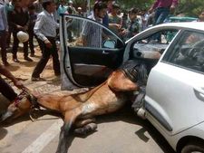 வின்ஷீல்டை உடைத்துக்கொண்டு காரில் பாய்ந்து  ஏசி காற்று வாங்கிய குதிரை: காரணம் இதுதான்..!!