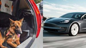 செல்லப்பிராணிகளுக்காக காரில் மாற்றம் செய்யும் டெஸ்லா!