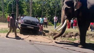 வெளியேற திணறிய மாருதி 800... துதிக்கை கொடுத்து உதவிய பிரமாண்ட உருவமுடைய நண்பன்... வீடியோ!