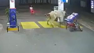 பெட்ரோல் பம்ப் மெஷினை ஒரே முட்டால் சாய்த்த மாடு... நல்ல வேல அவங்க தப்பிச்சிட்டாங்க... வீடியோ!