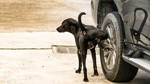 அட! கருமமே இதான் காரணமா? கார் டயரில் நாய்கள் உச்சா போவதைத் தடுப்பது எப்படி?