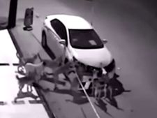 కారును చీల్చిచెండాడిన శునకాల గుంపు!!