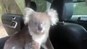 చలికి తట్టుకోలేక కారులో దూరిన వింత జివి....!