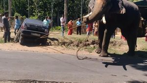 గుంటలో పడిన కారుని అవలీలగా బయట పడేసిన ఏనుగు [వీడియో]