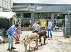 గాడిదలను డీలర్‌షిప్‌కు తీసుకువచ్చిన జావా బైక్ ఓనర్, ఎందుకో తెలుసా ?