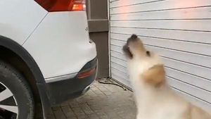 యజమాని డ్రైవింగ్ సమయంలో రివర్స్ పార్కింగ్ కెమెరాలాగ పనిచేస్తున్న పెంపుడు కుక్క [వీడియో]