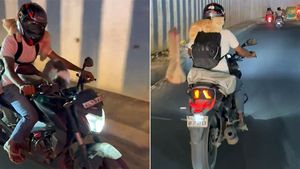 బైక్‌పై వెళ్ళేటప్పుడు పిల్లులు అవసరమా.. వీడియో చూసి మీరే చెప్పండి