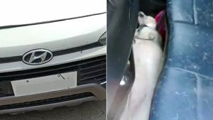 ఊపిరాడక కారులో చనిపోయిన పెంపుడు కుక్క.. కారులో లాక్ చేసి 'తాజ్ మహల్' చూడటానికి వెళ్లిన ఓనర్, తిరిగి వచ్చేసరికి