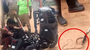 కొత్త స్కూటర్‌లో దూరిన పాము.. బయటకు తీసేందుకు స్కూటర్‌ను పార్టుపార్టులుగా విడదీసిన వైనం..