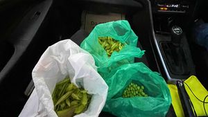 Woman Peels Vegetables బెంగళూరు ట్రాఫిక్‌లో ఇలా.. కారులోనే పచ్చి బఠాణీలు ఒలిచిన మహిళ, వైరల్‌ అవుతున్న వీడియో