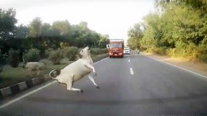 అకస్మాత్తుగా వచ్చి కియా సెల్టోస్‌ కారును ఢీకొట్టి.. వైరల్‌ అవుతున్న వీడియో!