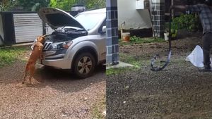 Mahindra XUV500 వాహనంలో కింగ్‌ కోబ్రా.. పసిగట్టిన పెంపుడు కుక్క!