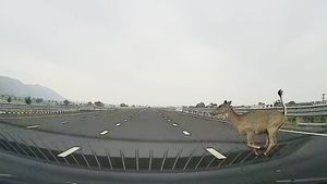 Live Video 120 కి.మీ వేగంతో ప్రయాణిస్తున్న Tata Altrozను ఢీకొట్టిన అడవి జంతువు!