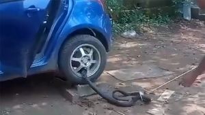 స్విఫ్ట్‌ కారులో 10 అడుగుల కింగ్‌ కోబ్రాతో 80 కి.మీ ప్రయాణం.. పసిగట్టిన పిల్లి.. ఆ తర్వాత ఏం జరిగిందంటే.!!