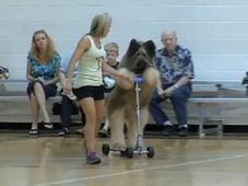 ये है दुनिया का सबसे तेज स्‍कूटर चलाने वाला कुत्‍ता