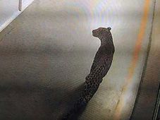 मारूति सुजुकी के मानेसर(गुरूग्राम) प्लांट में घुसा तेंदुआ, मचा हड़कम्प