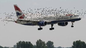 Bird Strike On Aeroplanes: उड़ते विमान से पक्षियों के टकराने पर होता है ये हाल, कैसे करते हैं बचाव? जानें