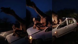Maruti Alto की ऊंट से टक्कर का वीडियो वायरल, शीशे को तोड़कर पूरा अंदर घूस गया जानवर